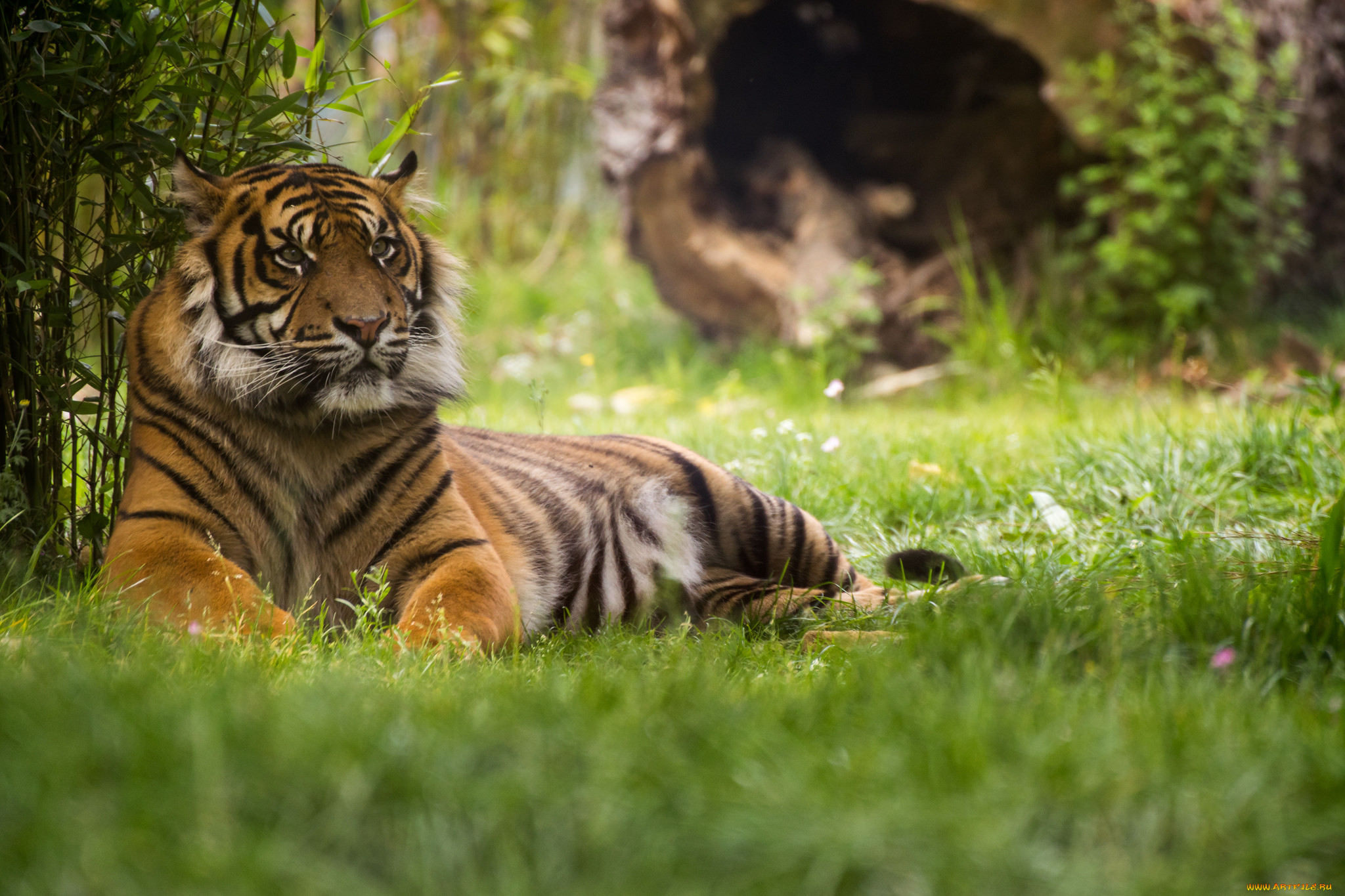 tiger, , , 